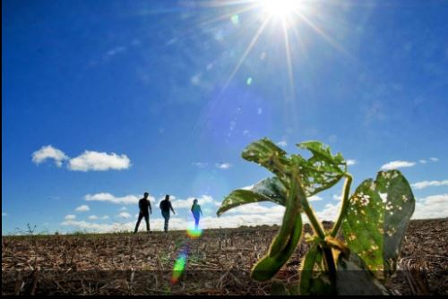 “Fase crítica”: CNSeg estima que subvenção ao seguro rural esgote já em agosto