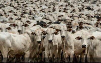 Seguro para animais de produção cresce 1.100% em cinco anos
