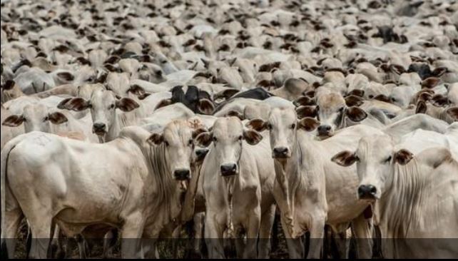 Seguro para animais de produção cresce 1.100% em cinco anos