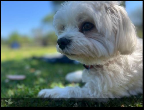 Seguro pet já protege 250 mil cães e gatos no país
