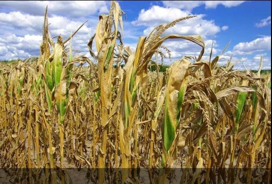 Eventos climáticos respondem por quase 139 mil ocorrências no seguro Agrícola
