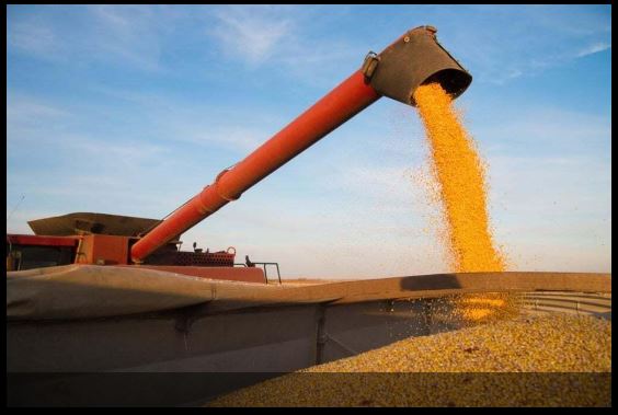 Setor de seguro agrícola do Brasil reduz indenizações em 2023