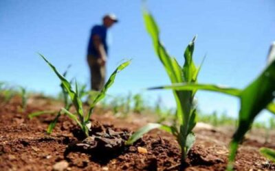 Cobertura de seguro rural diminui no Brasil, na contramão de concorrentes