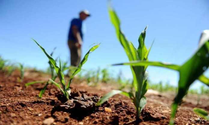 Cobertura de seguro rural diminui no Brasil, na contramão de concorrentes