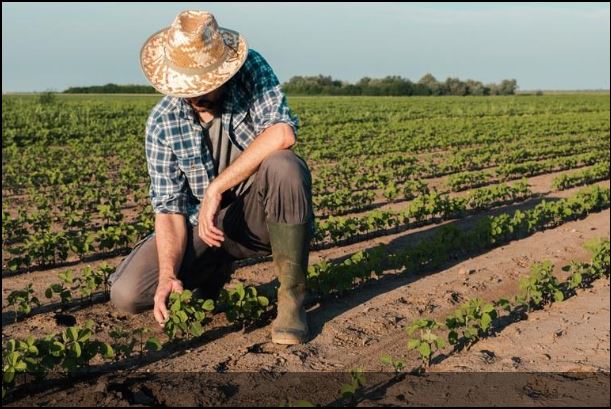 Seguro Rural: Falta de subvenção do governo deixa produtores “na mão”