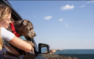 Seguro para pets em viagem internacional tem custo médio de R$ 165, diz estudo