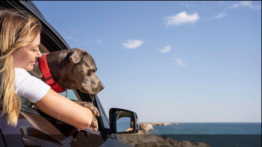 Seguro para pets em viagem internacional tem custo médio de R$ 165, diz estudo