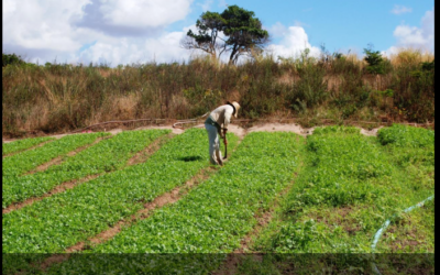 Seguro Garantia-Safra começa a ser pago para Agricultores Familiares de Petrolina