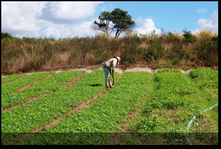 Seguro Garantia-Safra começa a ser pago para Agricultores Familiares de Petrolina