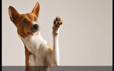Seguro para artigos de luxo, animais e até partes do corpo: saiba quando vale a pena contratar
