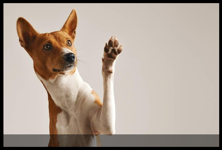 Seguro para artigos de luxo, animais e até partes do corpo: saiba quando vale a pena contratar