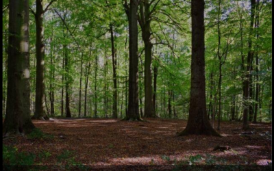 Florestas plantadas e tecnologia: o futuro do seguro florestal no Brasil