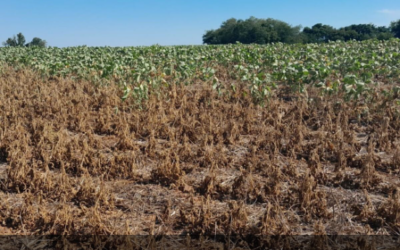 Alcance do seguro rural diminui com redução da subvenção