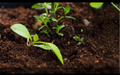 COP 30 reforça papel do setor de seguros na adaptação climática