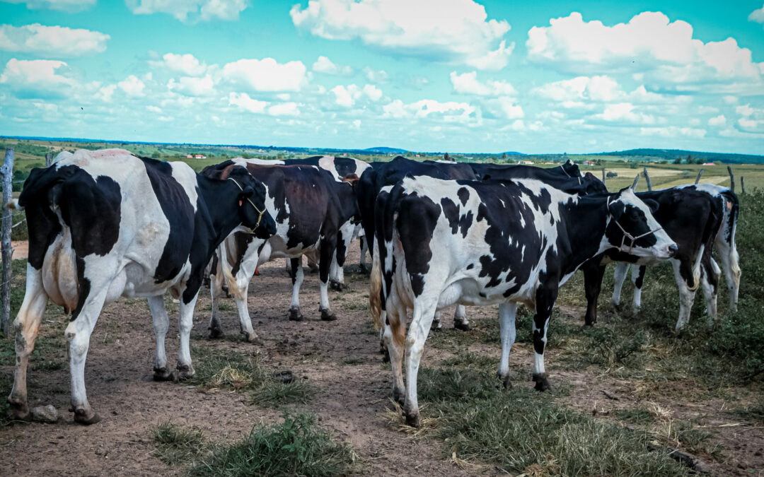 Produção pecuária de Sergipe avança e impulsiona alta histórica no mercado de seguros rurais