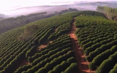 Senado aprova projeto que amplia papel do seguro rural no crédito e na gestão de riscos